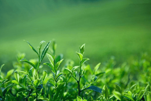 EGCG美白新发现！研究揭示绿茶成分的神奇功效