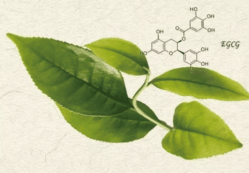 EGCG美白新发现！研究揭示绿茶成分的神奇功效