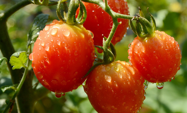 小西红柿的管理种植技术